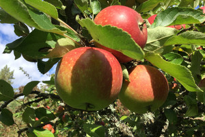 Bild på äpplen