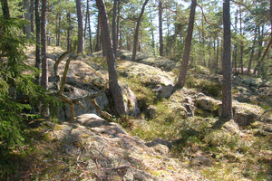 Träd vid Höghäll