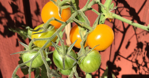 Bild på tomatplanta