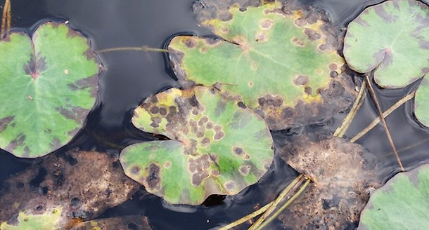 Bild 2, en sjuk sjögullsplanta med bruna fläckar.